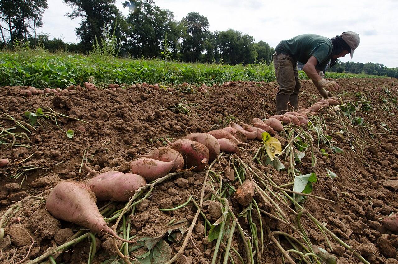 A farmworker bent over harvesting rows of sweet potatoes in a field